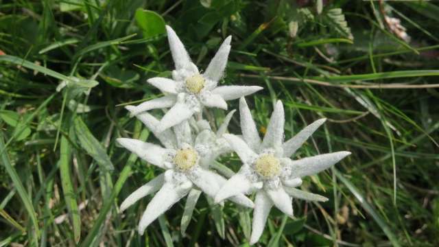 Pflanzenschutzgebiet Braunwald