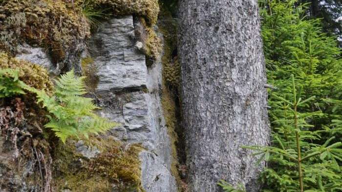 Waldreservat Glarner Wald