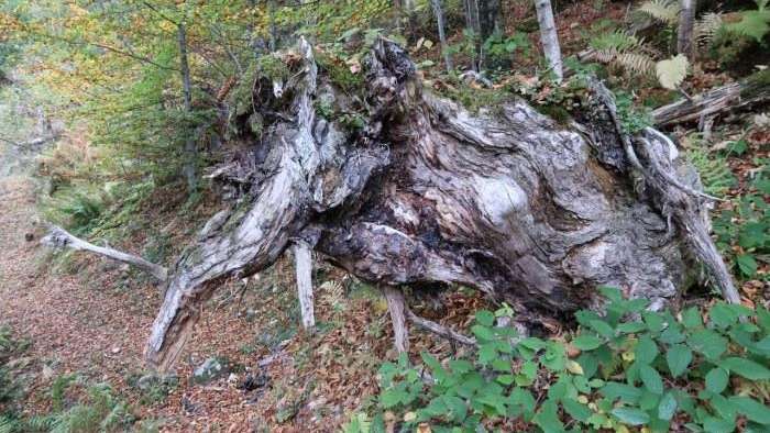 Waldreservat Niderental