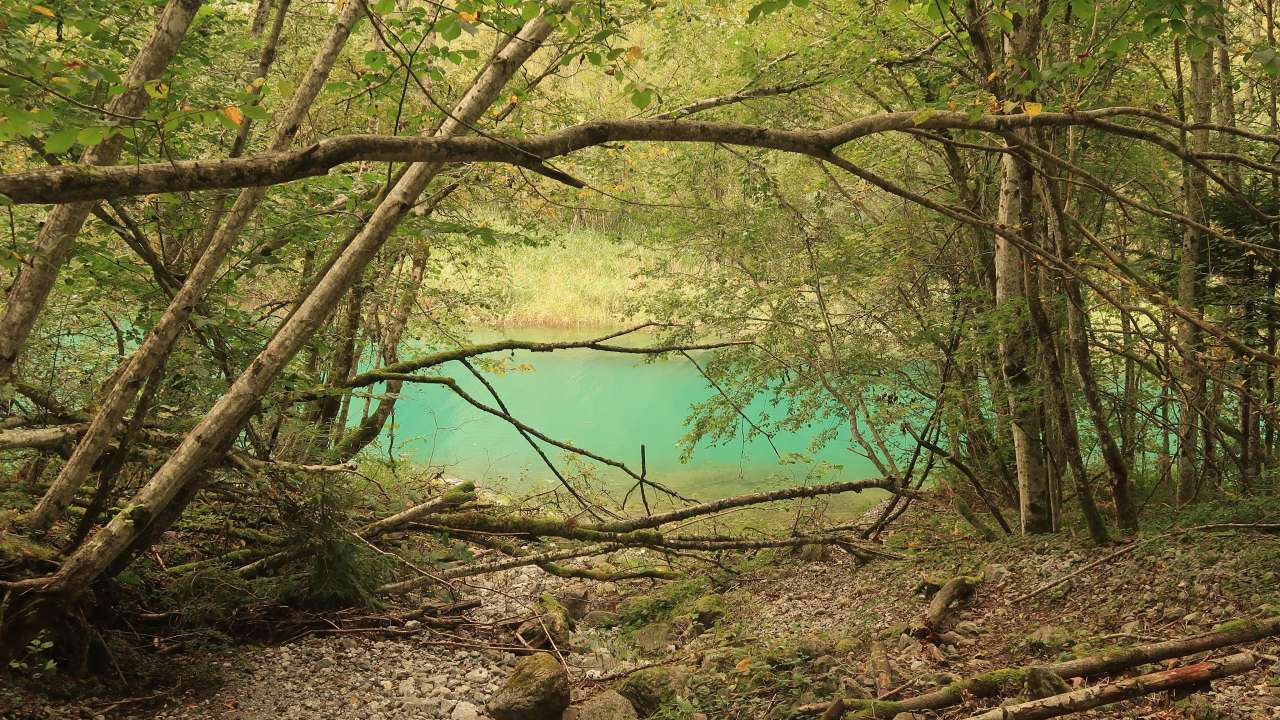 Waldreservat Auengebiet Klöntal