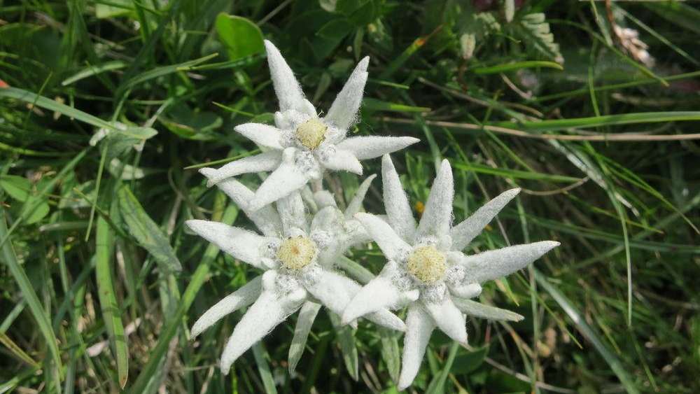 Pflanzenschutzgebiet Braunwald