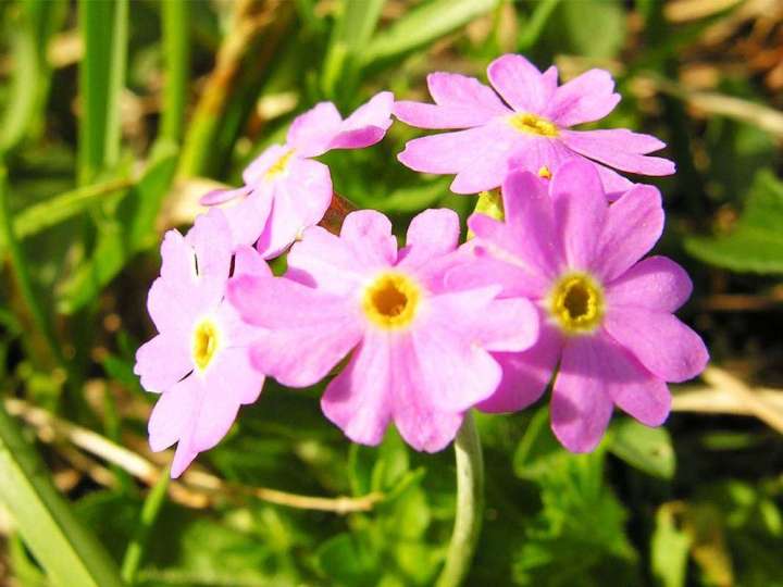 Massagepraxis Daniela Wyss