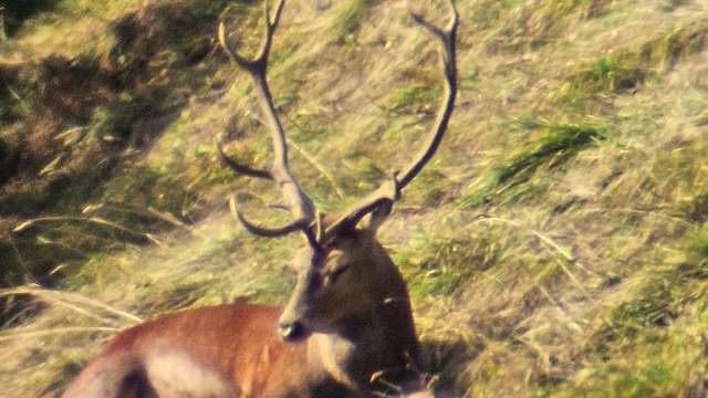 Wildbeobachtung zur Hirschbrunft im Durnachtal, 21. September 2026
