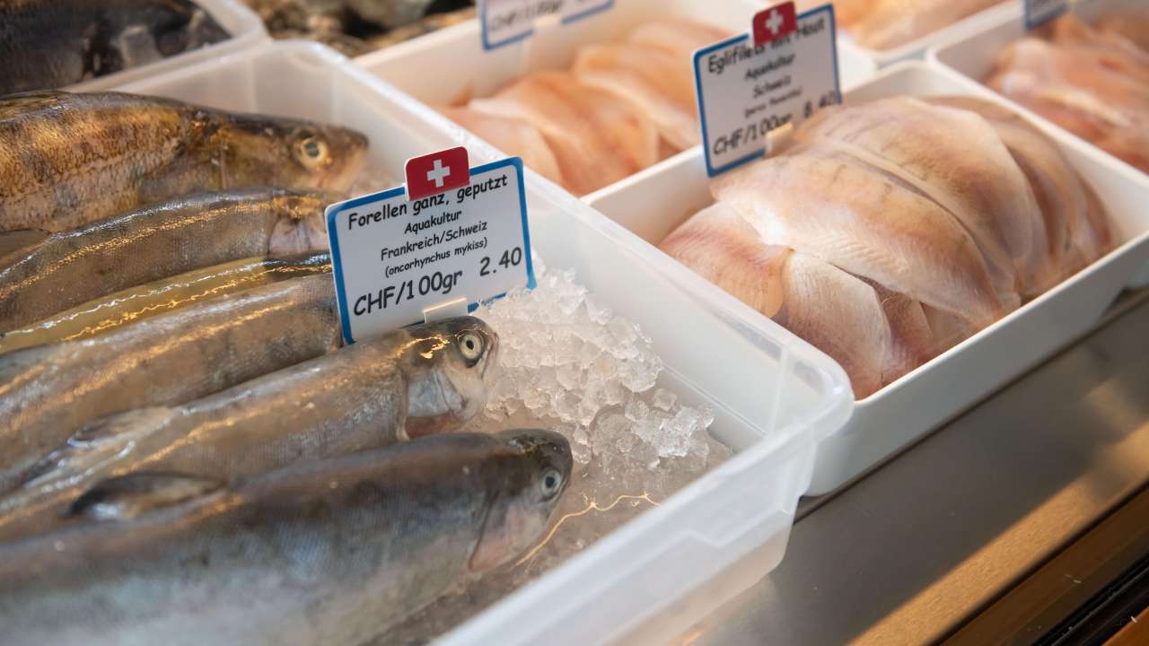 Fisch Zahner