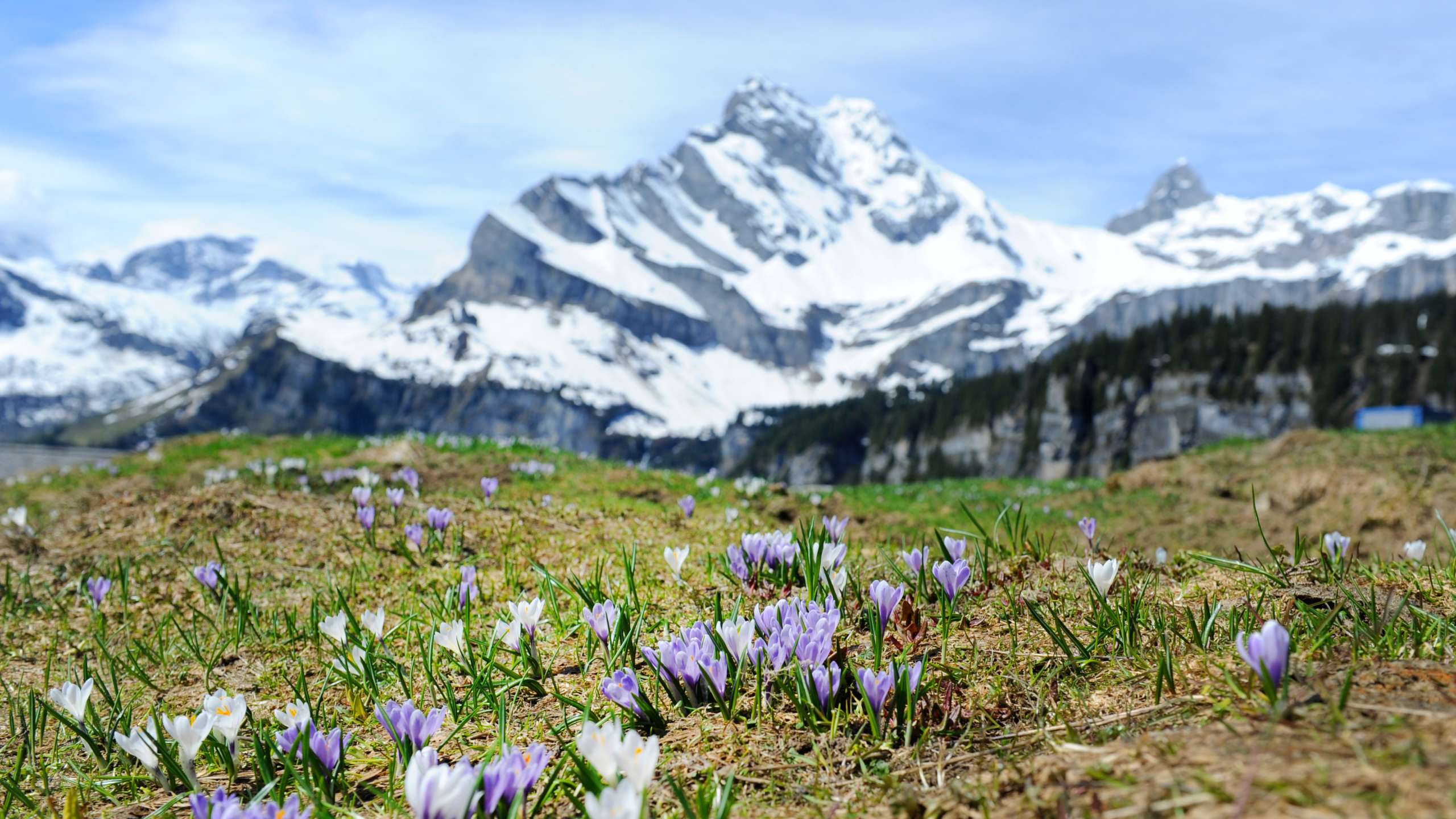 Krokus-Tour Braunwald