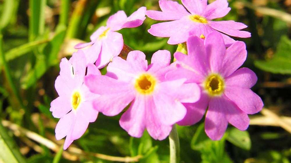 Massagepraxis Daniela Wyss