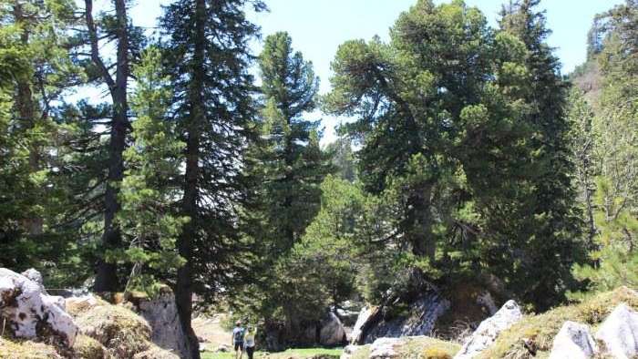 Waldreservat Mürtschental