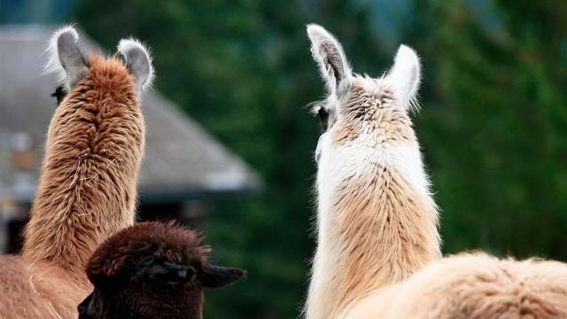 Märchenwoche: Lama Trekking Braunwald, 27. Juli 2026