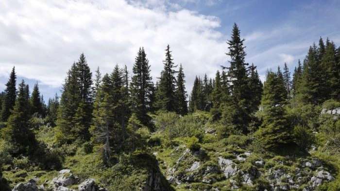 Waldreservat Äugstenwald-Holzflue