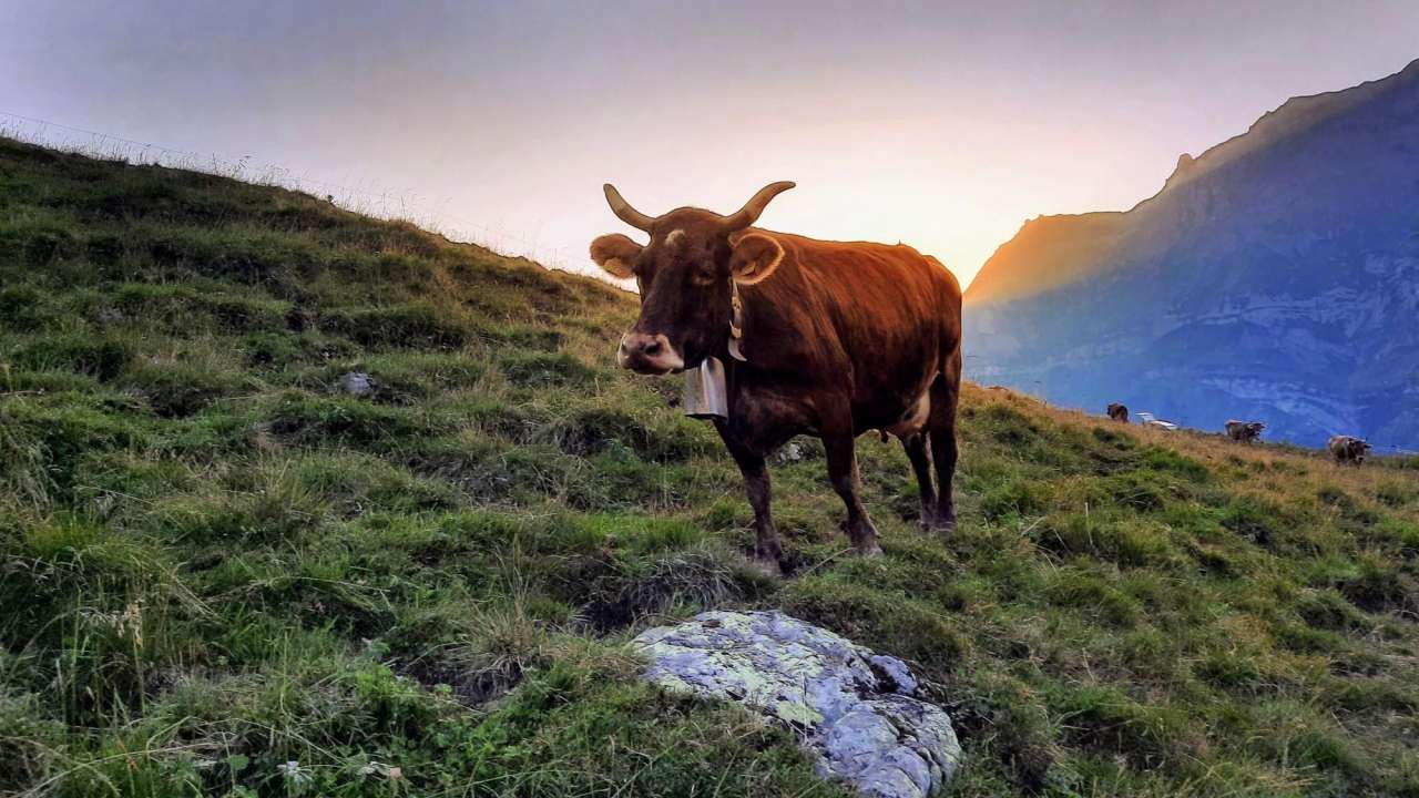 Käsepass Alp Altenoren
