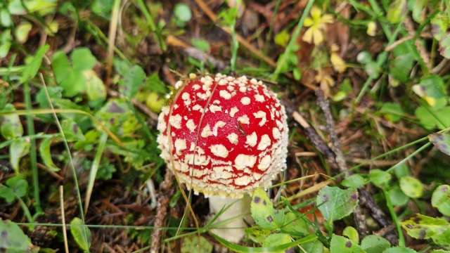 Familienprogramm: Pilzexkursion, Dienstag, 6. Oktober 2026