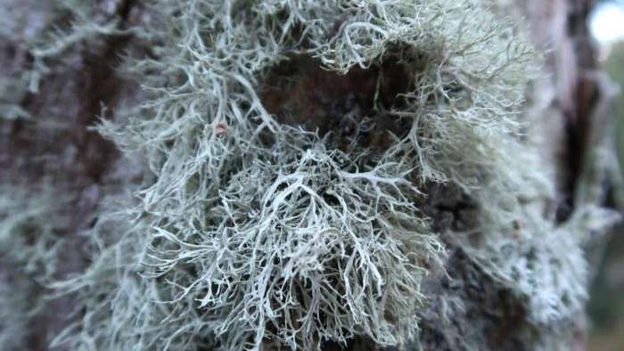 Waldreservat Chrampfegg-Sunnenspitz