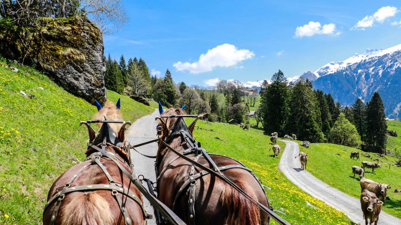 Bergromantik mit starken Hufen und heissem Stein