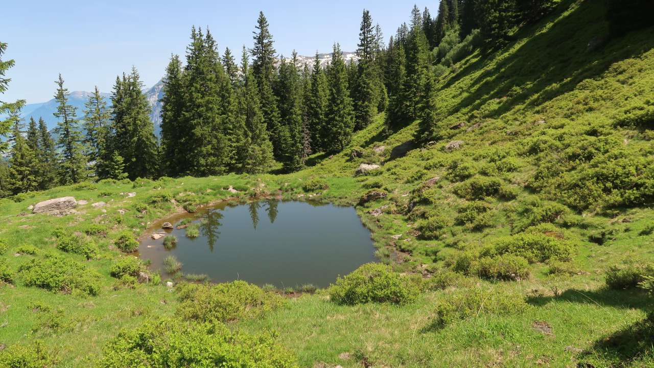 Waldreservat Tüüffenwald