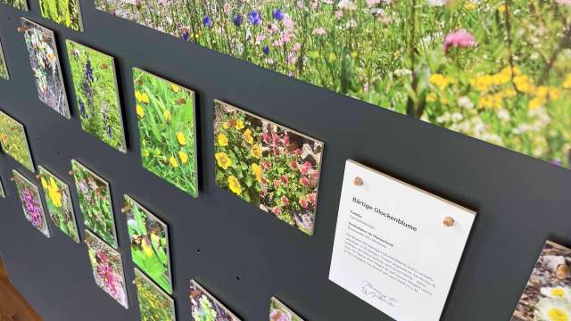 Blumen-Spaziergang Braunwald, 12. Juli 2026