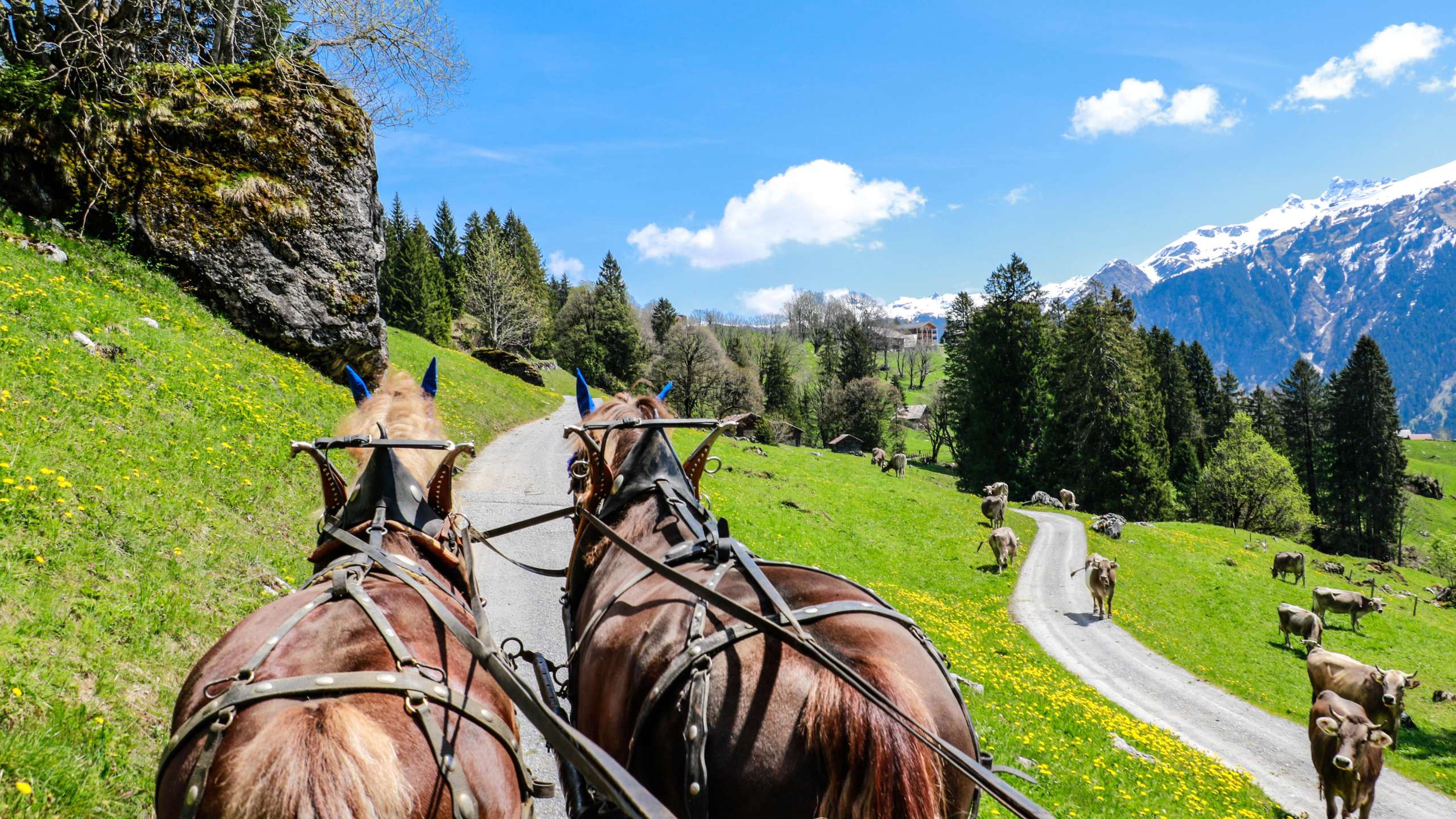 Bergromantik mit starken Hufen und heissem Stein