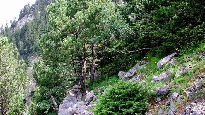 Waldreservat Wissrisi-Lauben