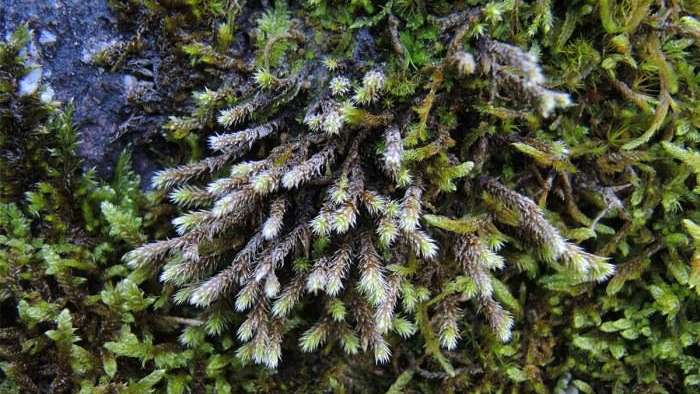 Mooslehrpfad Schlossbüchel