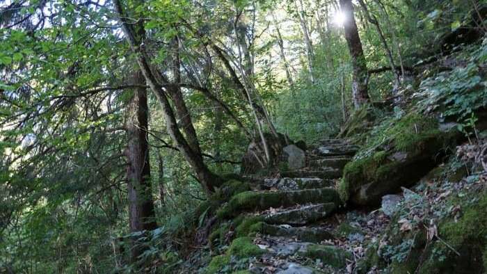 Waldreservat Gandwald