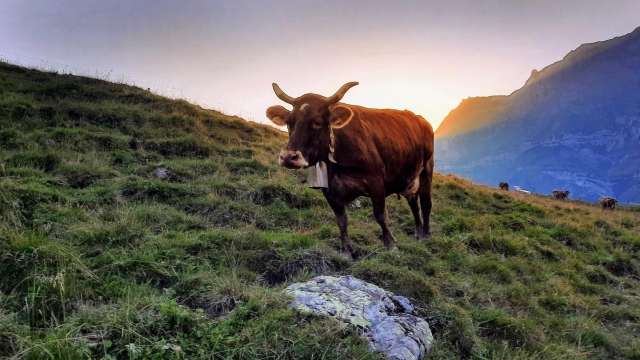 Käsepass Alp Altenoren
