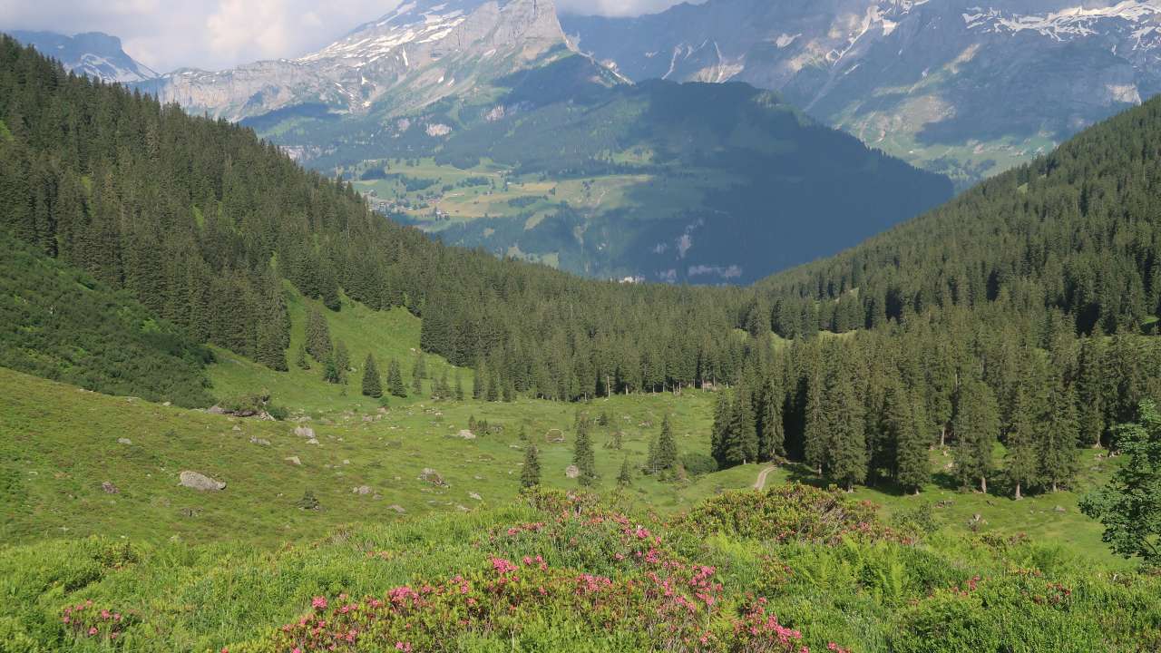 Waldreservat Haggenwald