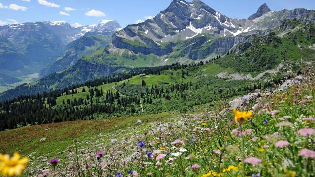 Blumen-Wanderung Braunwald, 11. Juli 2026